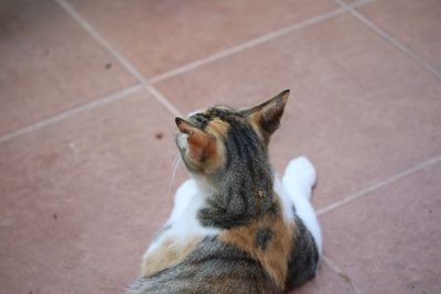 High angle view of a cat