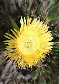 Close-up of yellow cactus