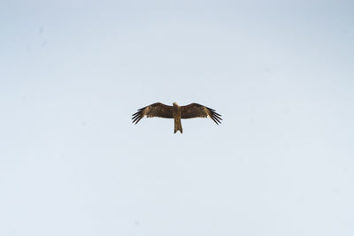 Low angle view of birds flying in sky
