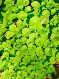 Full frame shot of leaves