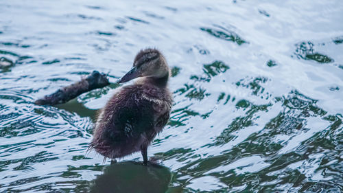 High angle view of bird swimming in lake