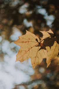 Close-up of dry maple leaves against blurred background