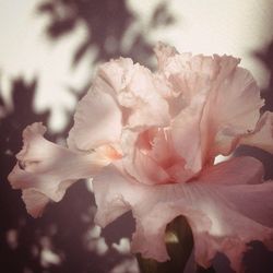Close-up of rose blooming