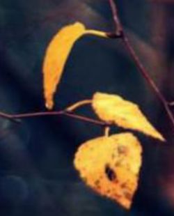 Close-up of yellow butterfly