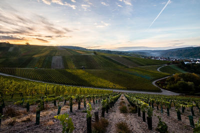 Panoramic view of vineyard against sky during sunset