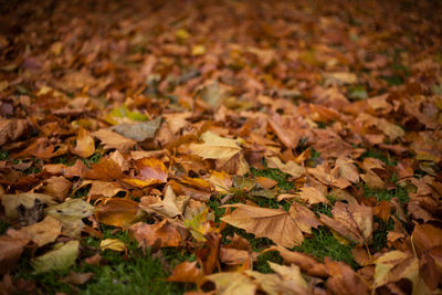 Autumn leaves fallen on field