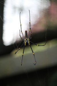 Close-up of spider on web