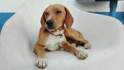 Dog sitting on floor