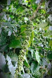 Berries growing on tree