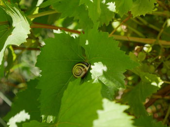 Close-up of snail on plant