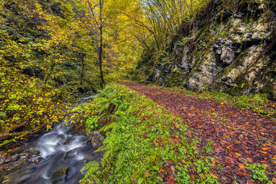 Stream flowing through rocks in forest