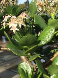 Close-up of fresh green plant