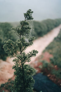 Close-up of tree in snow