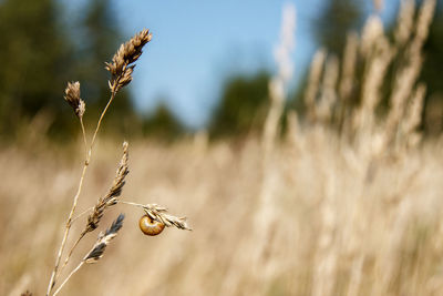 Close-up of wheat plant on field