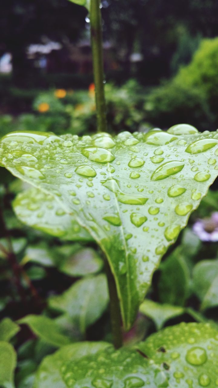 leaf, green color, drop, close-up, water, wet, growth, plant, nature, leaf vein, focus on foreground, freshness, beauty in nature, selective focus, fragility, green, dew, leaves, raindrop, day