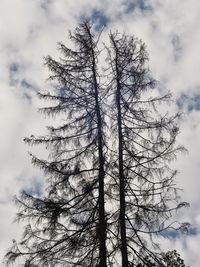 Low angle view of tree against cloudy sky