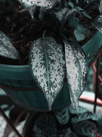 Close-up of succulent plant