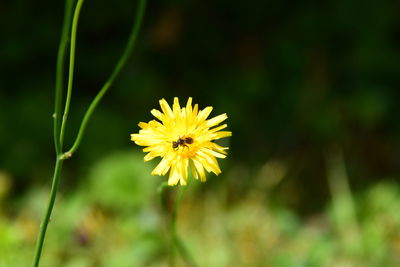 Close-up of yellow flower blooming outdoors