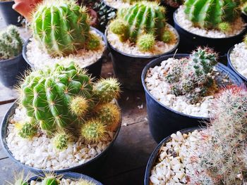 High angle view of succulent plants