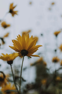 Close-up of yellow flowering plant