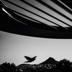 Low angle view of bird flying in sky