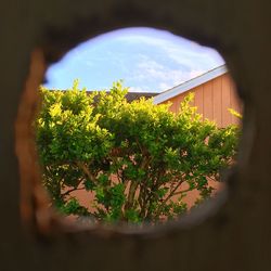 Trees seen through window
