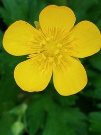 Close-up of yellow flowering plant in park