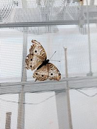 Close-up of butterfly on the wall