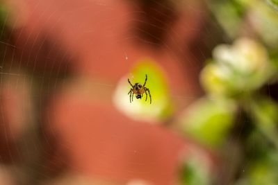 Close-up of spider on web