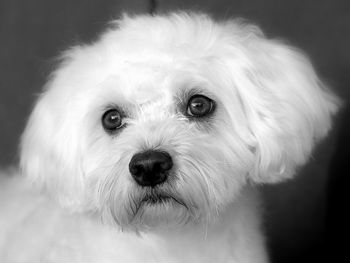 Close-up portrait of dog