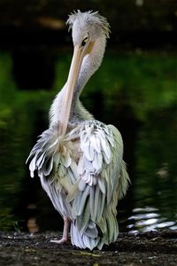 Close-up of pelican preening on field by lake in forest
