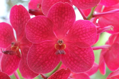 Close-up of red flowers