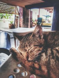 Close-up of cat sleeping on table