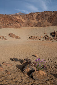 Scenic view of desert against sky