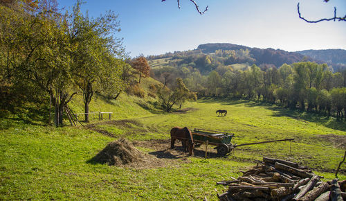 Part of country life in the middle of the transylvanian backyard with grazing horses
