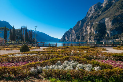 Scenic view of flowering plants by mountains against blue sky