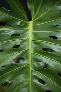 Full frame shot of leaf