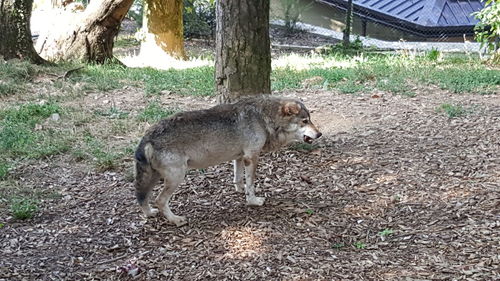 Dog standing on field