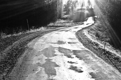 Road along trees