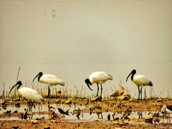 Flock of birds in lake