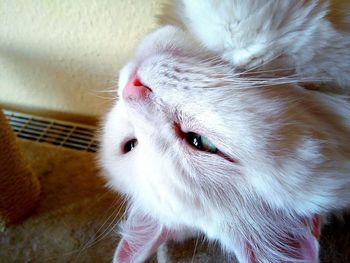 Close-up of cat resting