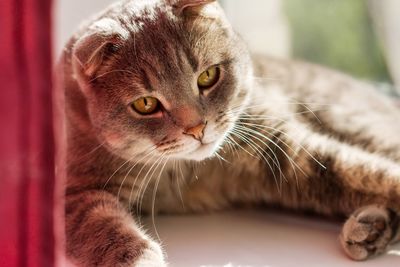 Close-up of a cat looking away