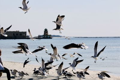 Seagulls flying over sea against clear sky