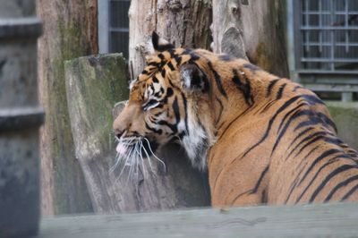 Cat in zoo