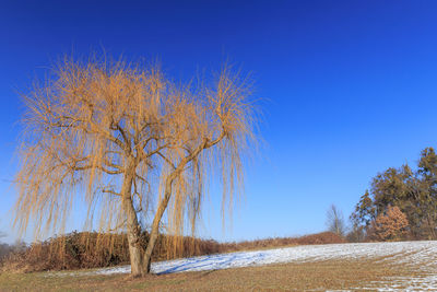 Low angle view of trees against blue sky