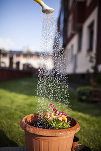 Detail of a shower watering flowers on a sunny day