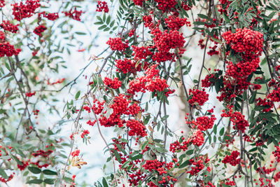 Close-up of red berries on plant