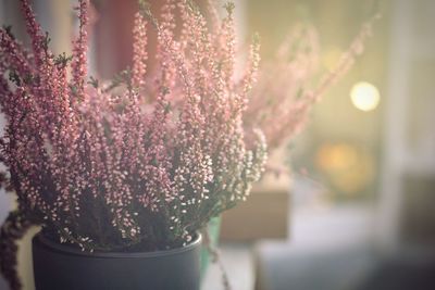 Close-up of pink flowers