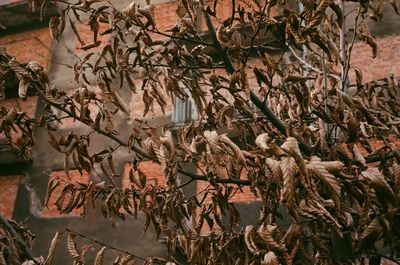 Close-up of dry leaves on plant