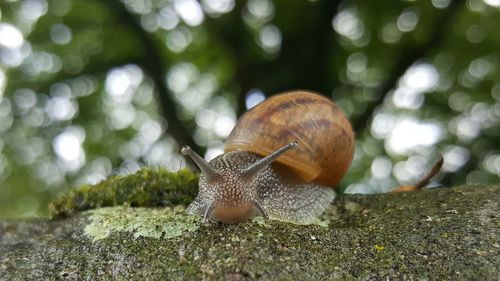 Close-up of snail on retaining wall